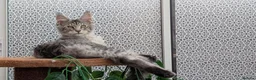 Maine Coon cats for sale: Stunning Maine coon kittens  - Advert 3