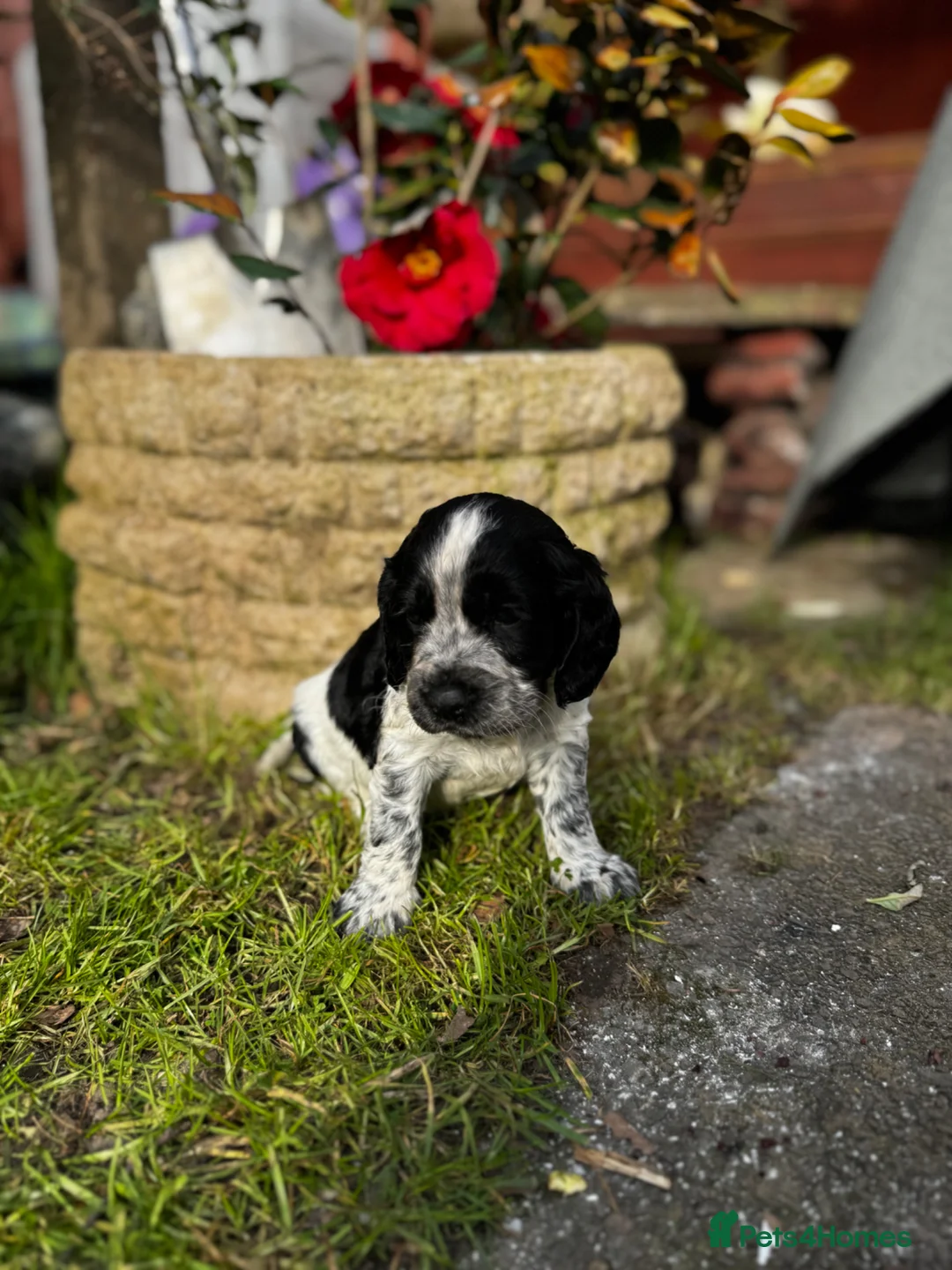 Cocker Spaniel dogs for sale: 5 cocker spaniels  - Advert 16