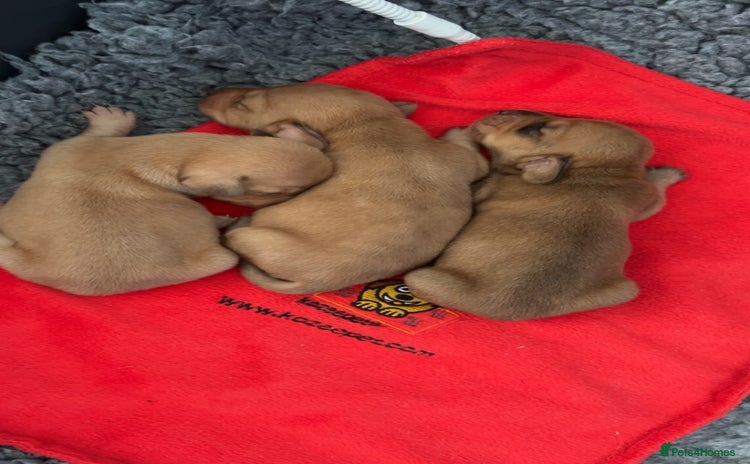 Miniature Dachshund dogs Miniature Dachshund Puppies - Advert 4