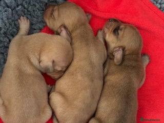Miniature Dachshund dogs Miniature Dachshund Puppies - Advert 6