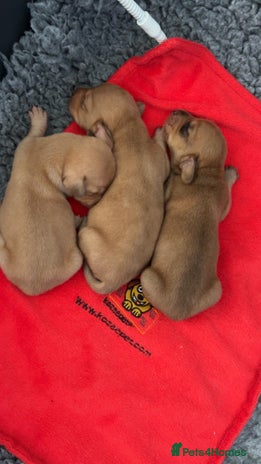 Miniature Dachshund dogs Miniature Dachshund Puppies - Advert 4