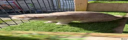 Scottish Fold cats for sale: Scottish fold - Advert 2