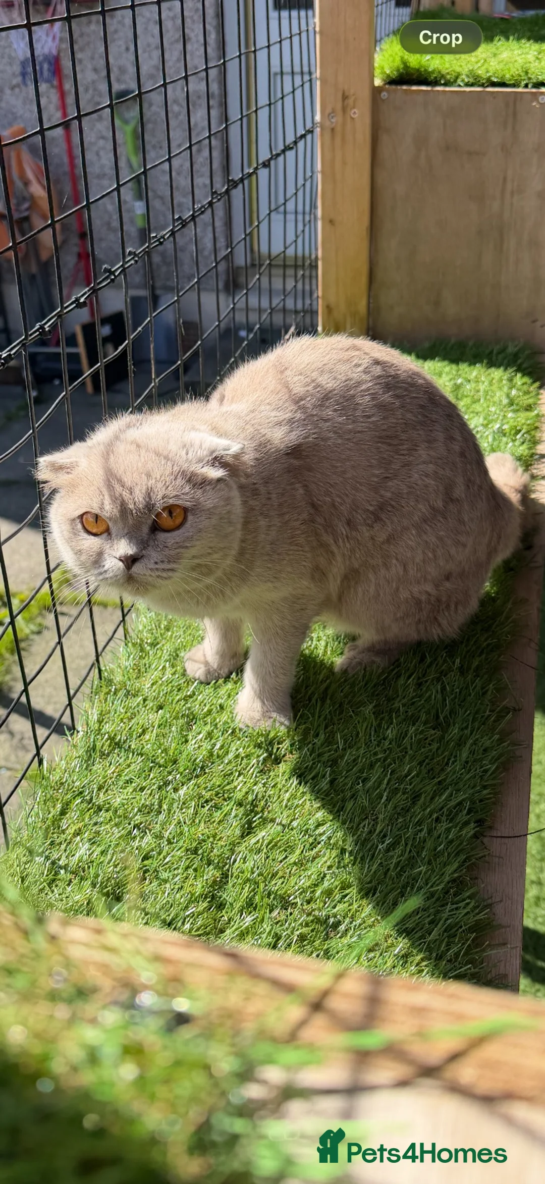 Scottish Fold cats for sale: Scottish fold - Advert 2