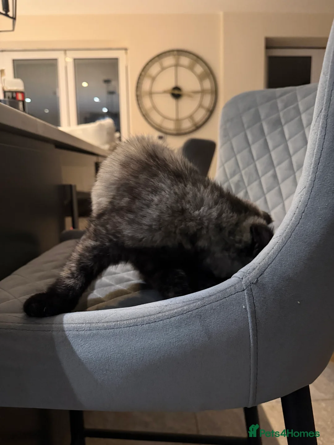 Ragdoll cats for sale: Ragdoll x BSH - Advert 5