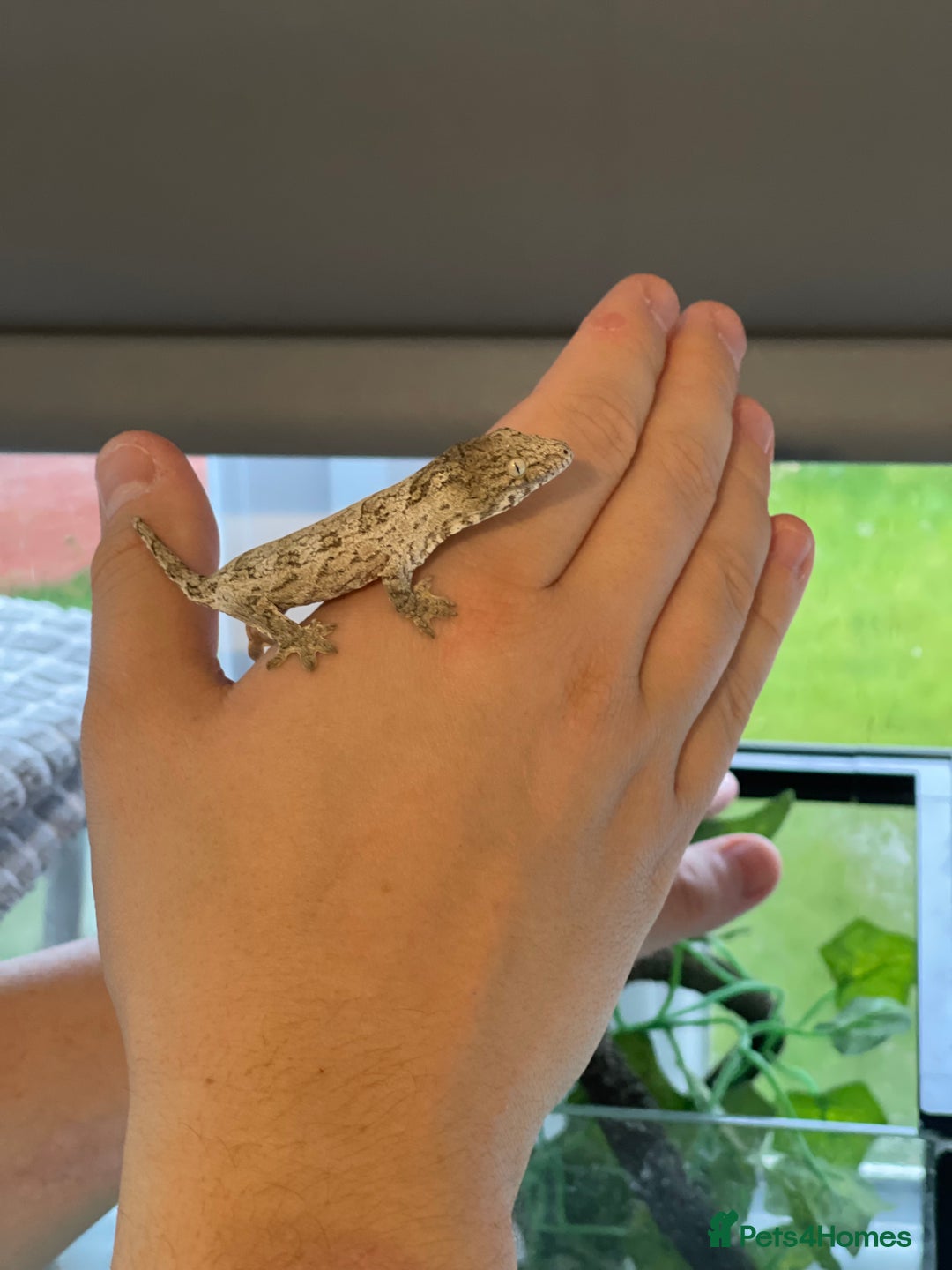 Gecko reptiles for sale: Caledonian giant gecko - Advert 2