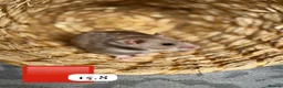 Hamster rodents for sale: Beautiful baby Syrian Hamsters Sheffield - Advert 10
