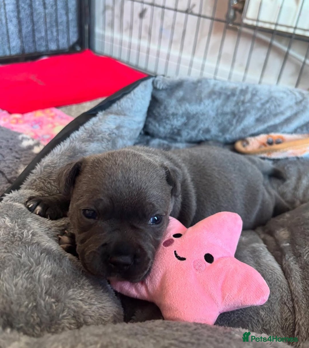 Staffordshire Bull Terrier dogs for sale: Staffordshire bull terrier puppies  - Advert 3