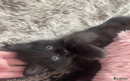 Ragdoll cats for sale: 3 Male Kittens Ragdoll X Turkish Angora  - Image 16