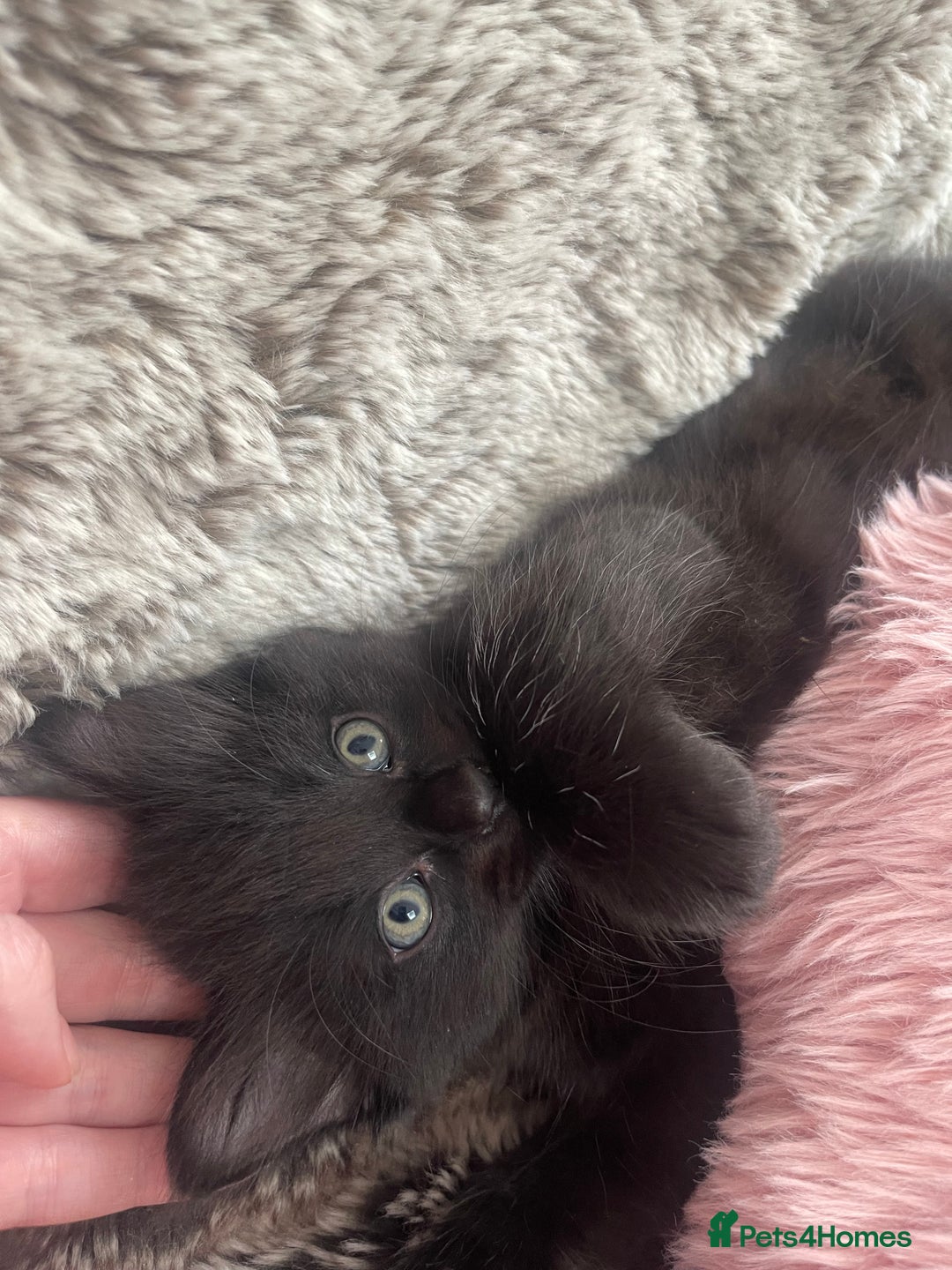 Ragdoll cats for sale: 3 Male Kittens Ragdoll X Turkish Angora  - Image 16