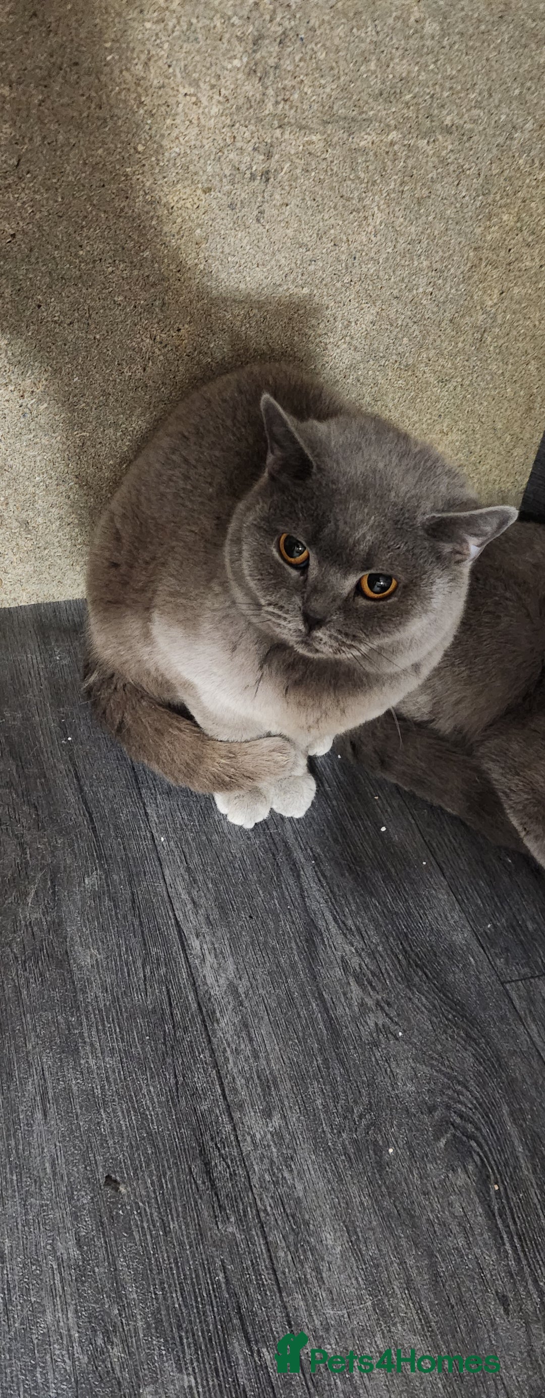 British Shorthair cats for sale: British short hair kitten - Advert 3