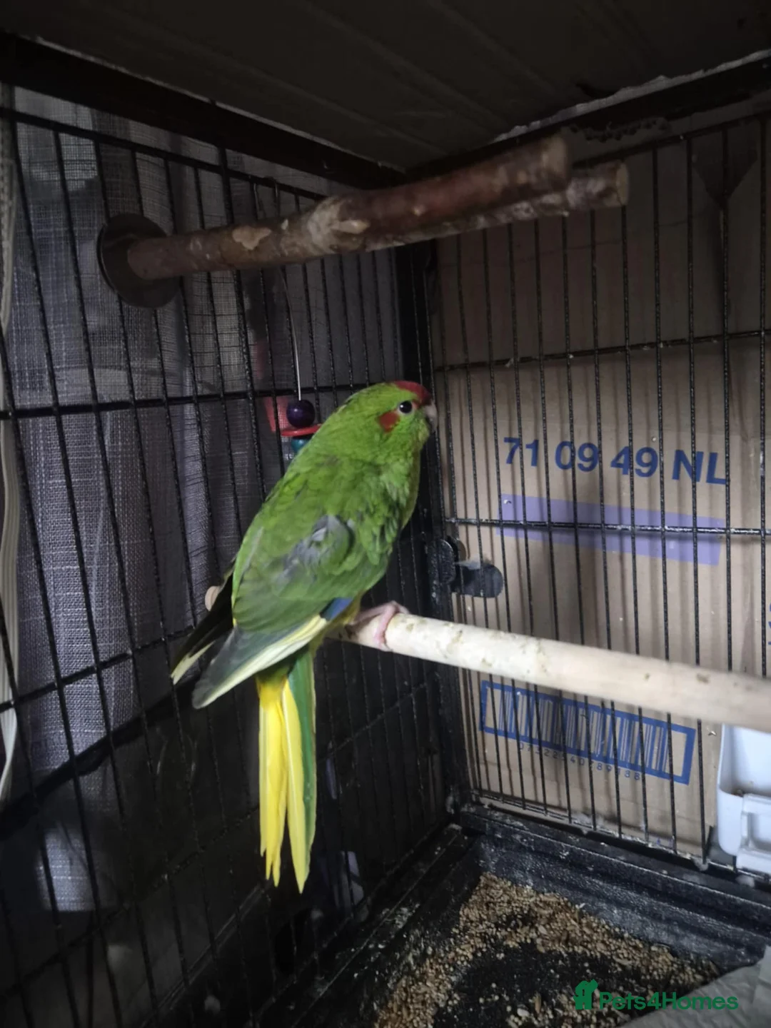 Parakeets birds for sale: Kākāriki female  - Advert 2