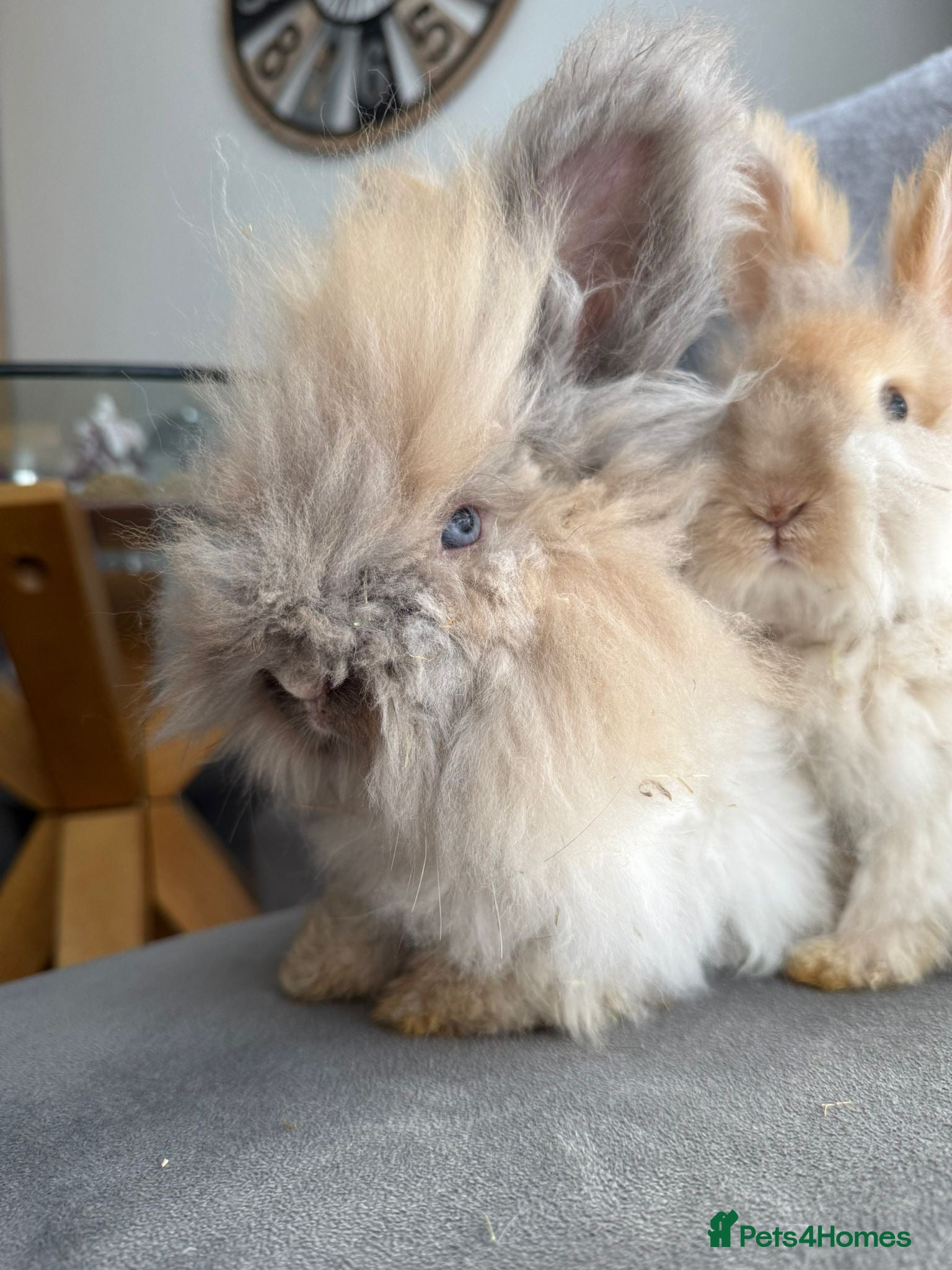 Angora rabbits English Angora Babies  - Advert 11