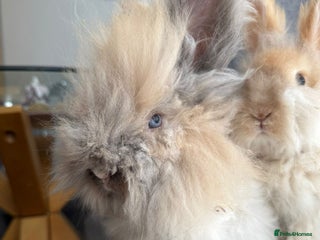 Angora rabbits English Angora Babies - Advert 11