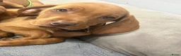 Hungarian Vizsla dogs for sale: 1 x KC registered Hungarian vizsla puppy £1600 - Advert 5