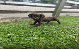 Cocker Spaniel dogs for sale: 💗 2 girls ready now 💗 - Image 4