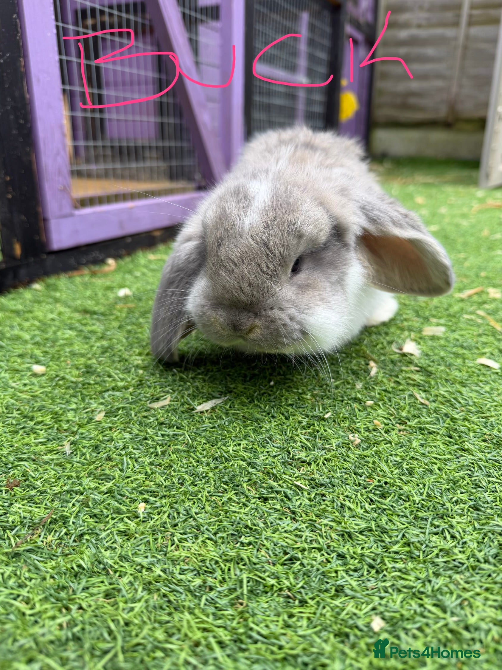 French Lop rabbits French lops  - Advert 14