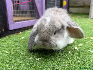 French Lop rabbits French lops - Advert 14