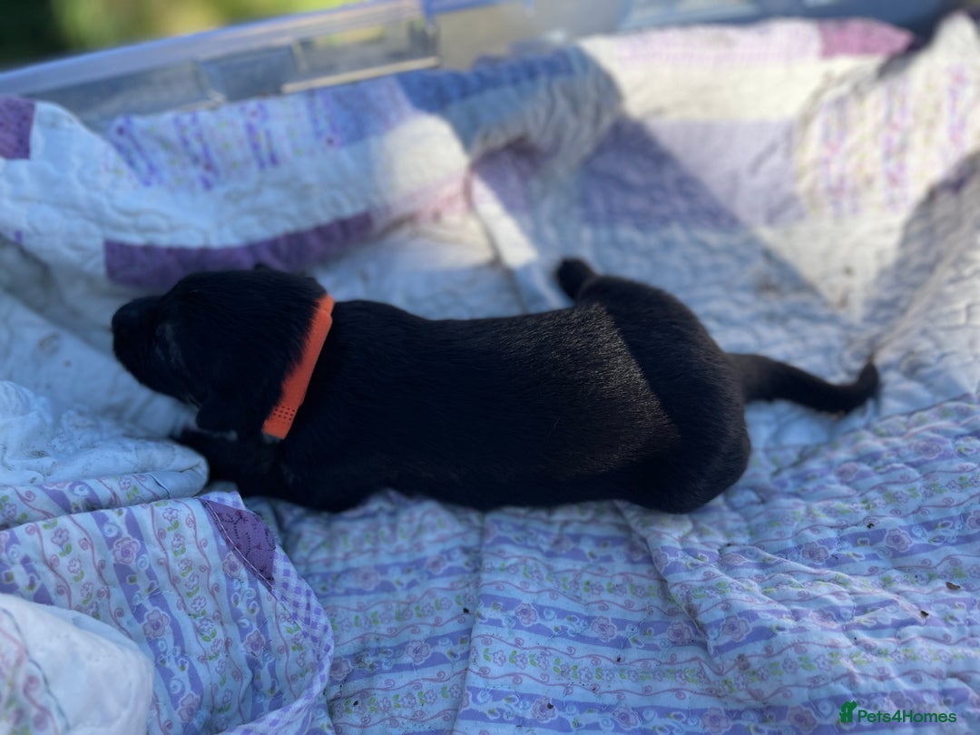 German Shepherd dogs for sale: German Shepherd pups - Image 19