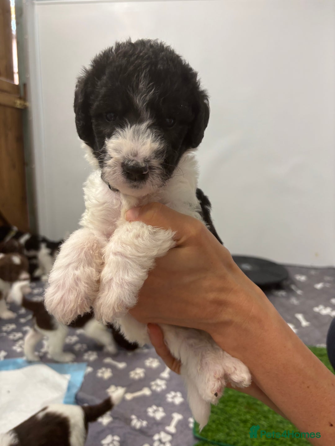 Bernedoodle dogs for sale: F1b St Berdoodle pups born 18/09 - Image 21
