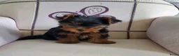 Yorkshire Terrier dogs for sale: Friendly Yorkshire Terrier puppies in Plymouth - Advert 4