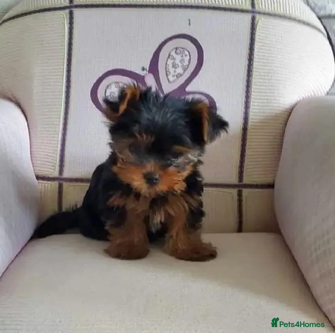 Yorkshire Terrier dogs for sale: Friendly Yorkshire Terrier puppies in Plymouth - Advert 4