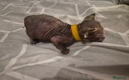 Sphynx cats for sale: 4 Female Sphynx Kittens - Advert 9