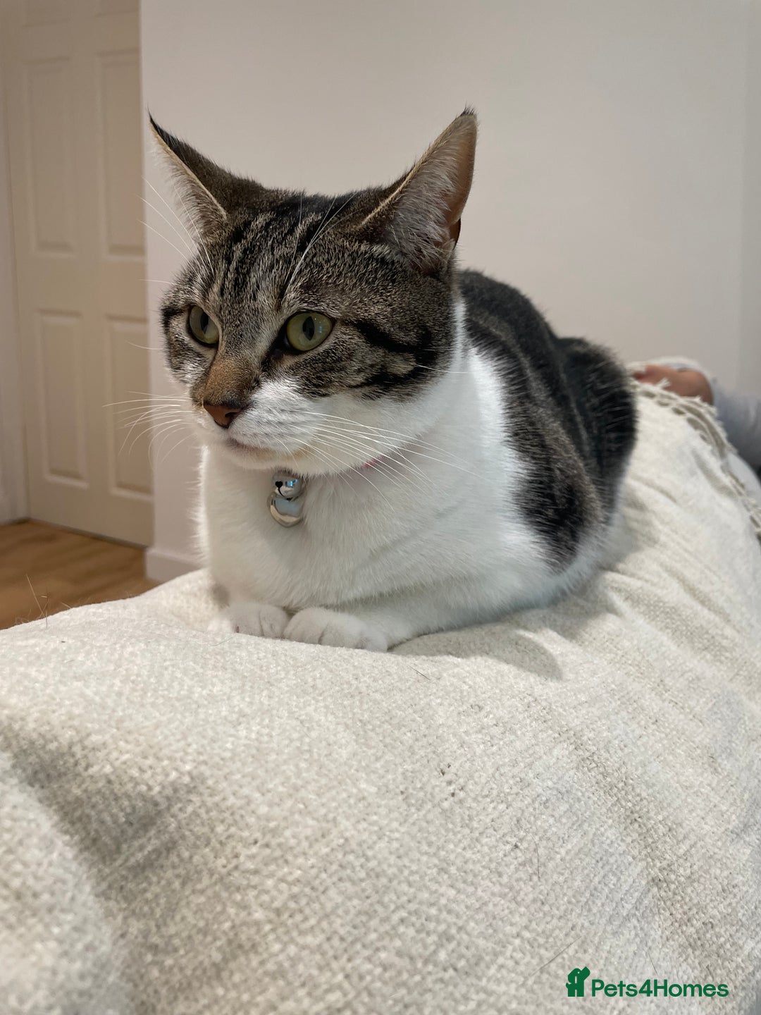 Bengal cats for sale: Affectionate Cat Looking for a Peaceful Home - Image 1