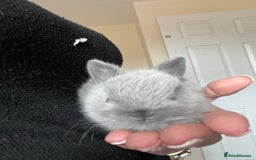 Netherland Dwarf rabbits for sale: Stunning pure bred Netherlands dwarf kits  - Image 11