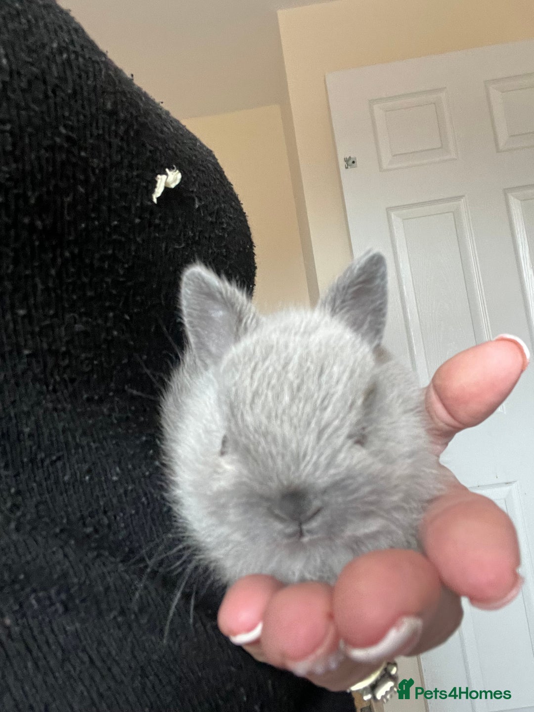 Netherland Dwarf rabbits for sale: Stunning pure bred Netherlands dwarf kits  - Image 11