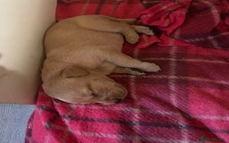 Labrador Retriever dogs for sale: Adorable Golden and Fox Red Puppies - Image 16