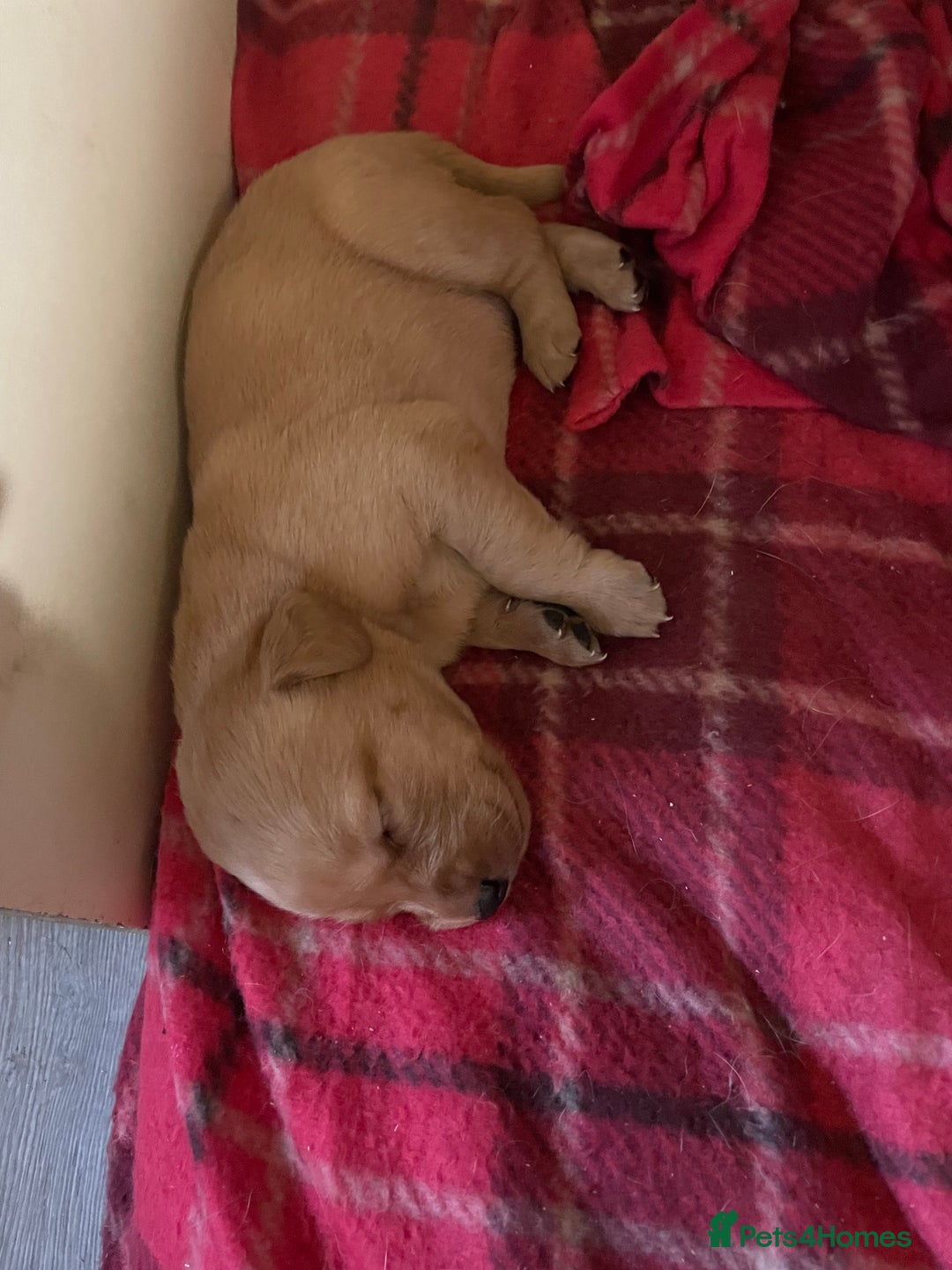 Labrador Retriever dogs for sale: Adorable Golden and Fox Red Puppies - Image 16