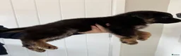 German Shepherd dogs for sale: Fully kc German Shepherd puppies  - Advert 12
