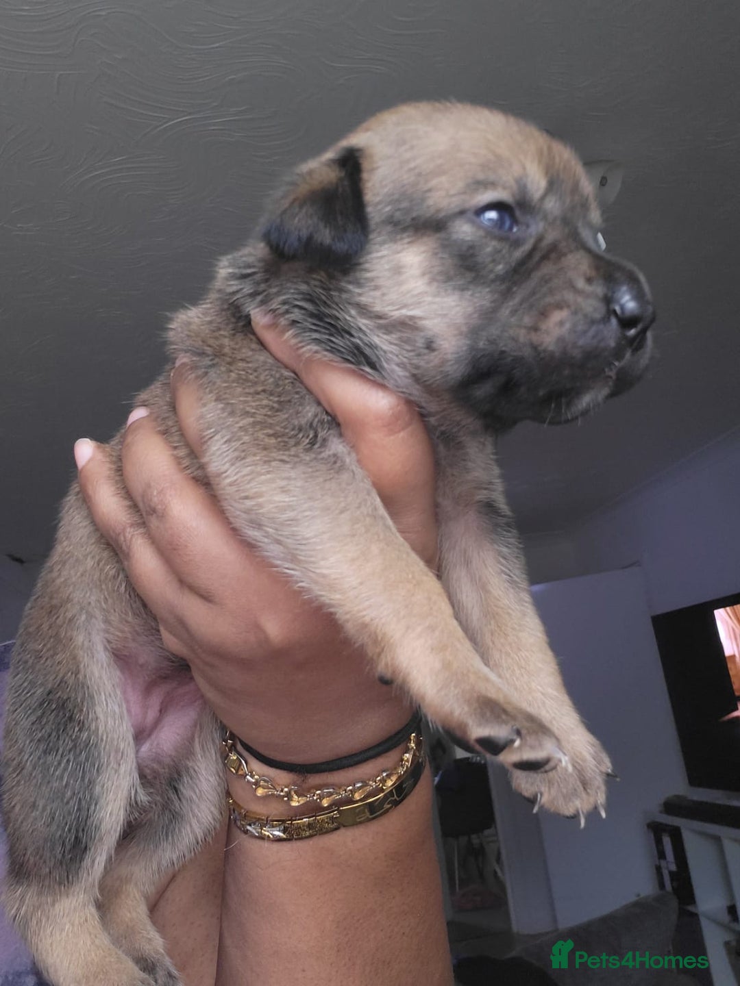 Mixed Breed dogs for sale: Beautiful Ridgeback Staffy x Rottweiler Puppies - Image 8