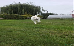 Mixed Breed dogs for adoption:  ARIEL with the bunny rabbit ears  - Image 16