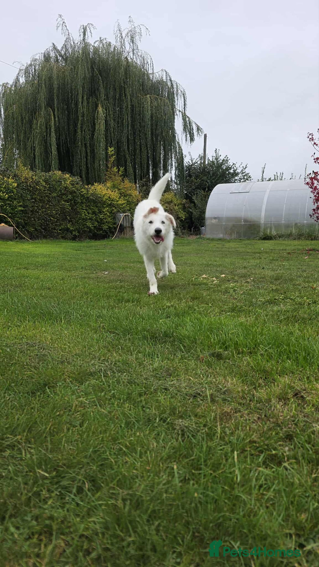 Mixed Breed dogs for adoption:  ARIEL with the bunny rabbit ears  - Image 16