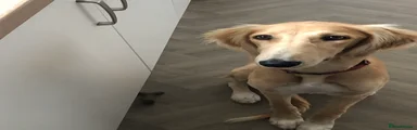 Saluki 1