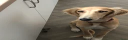 Saluki dogs for sale: 2 VERY HANDSOME SALUKI BOY'S 100% in Wellington - Advert 4