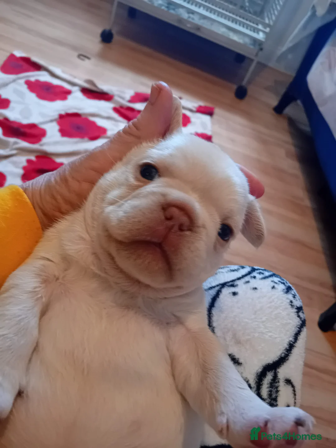 French Bulldog dogs for stud: Lilac and tan carrying cream, testable & fluffy in Motherwell - Advert 8