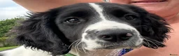 English Springer Spaniel dogs for sale: Baxter springer spaniel  in Maesteg - Advert 1