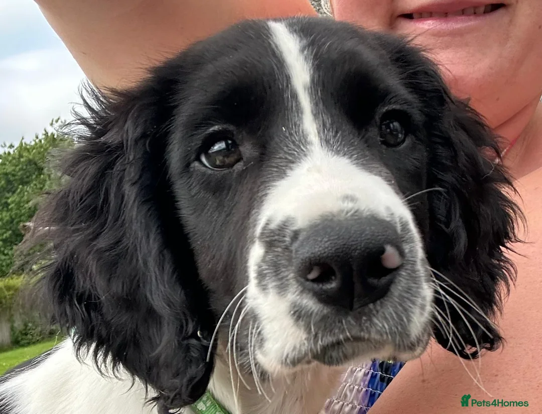 English Springer Spaniel dogs for sale: Baxter springer spaniel  in Maesteg - Advert 1