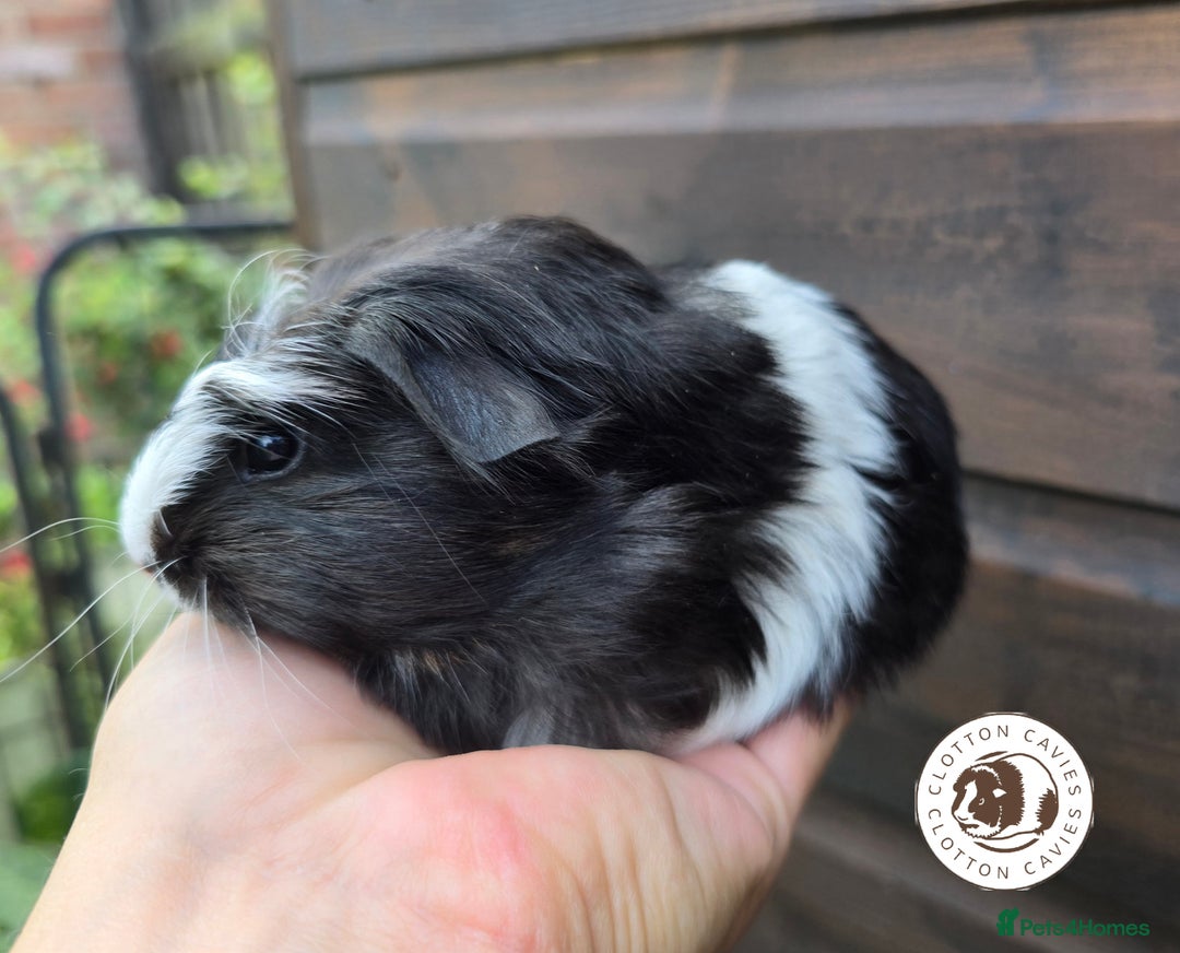 Guinea Pig rodents for sale: Gorgeous baby Guinea Pigs for sale  - Image 3