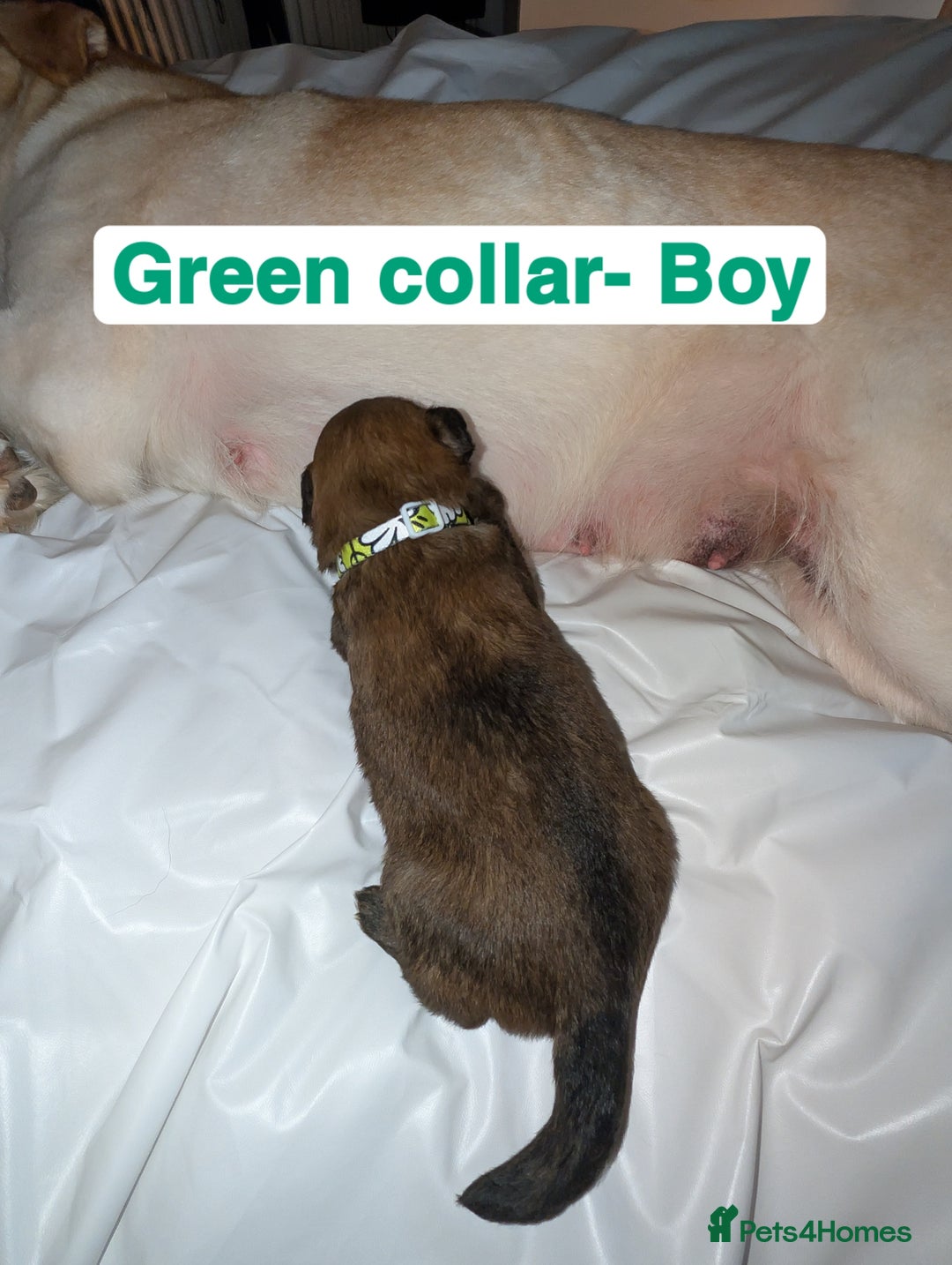 Mixed Breed dogs for sale: Gerhusky kelpie Labrador mix - Advert 21