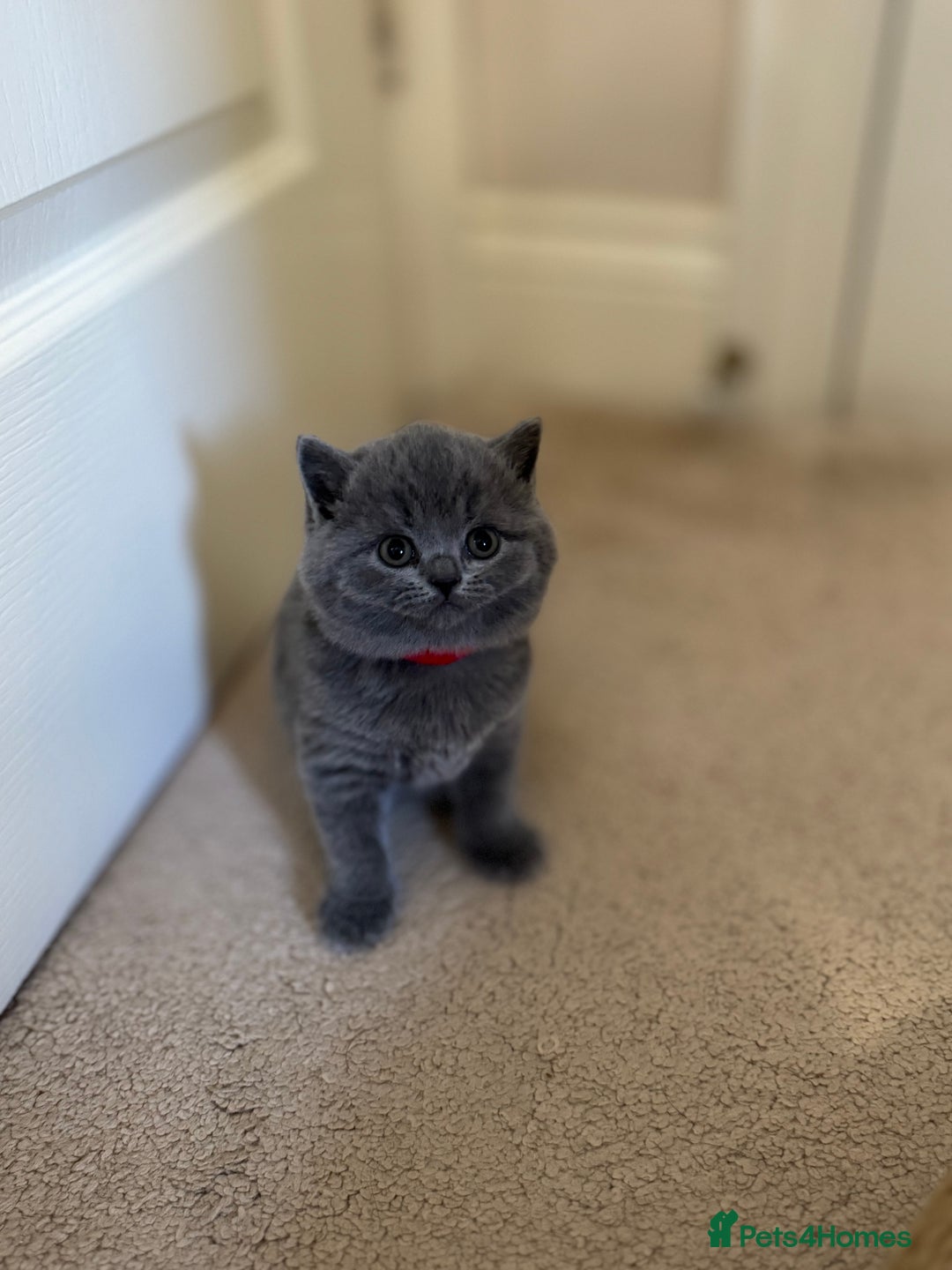 British Shorthair cats for sale: British Shorthair Blue Kittens - Image 11