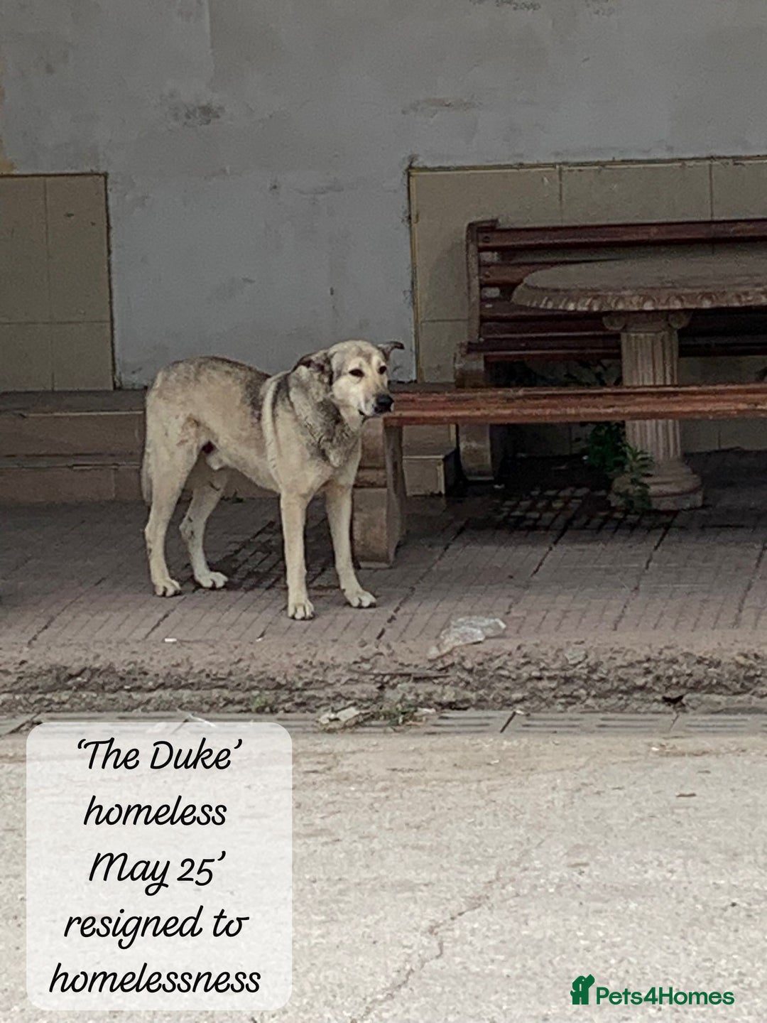 Mixed Breed dogs for adoption: The Duke, 8 yrs approx. Available for adoption. - Advert 4