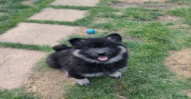 Eurasier dogs in Northampton - Advert 9