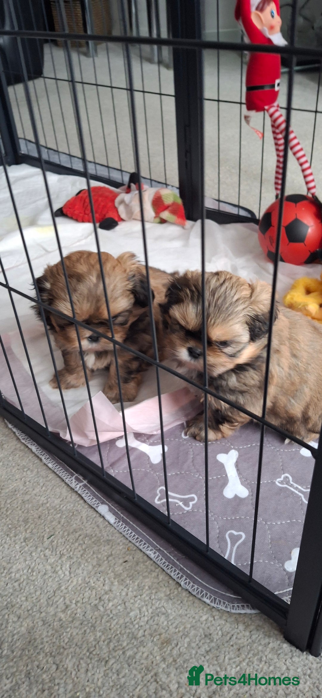 Shih Tzu dogs for sale: Full bred shih tzu 2 boys - Advert 8