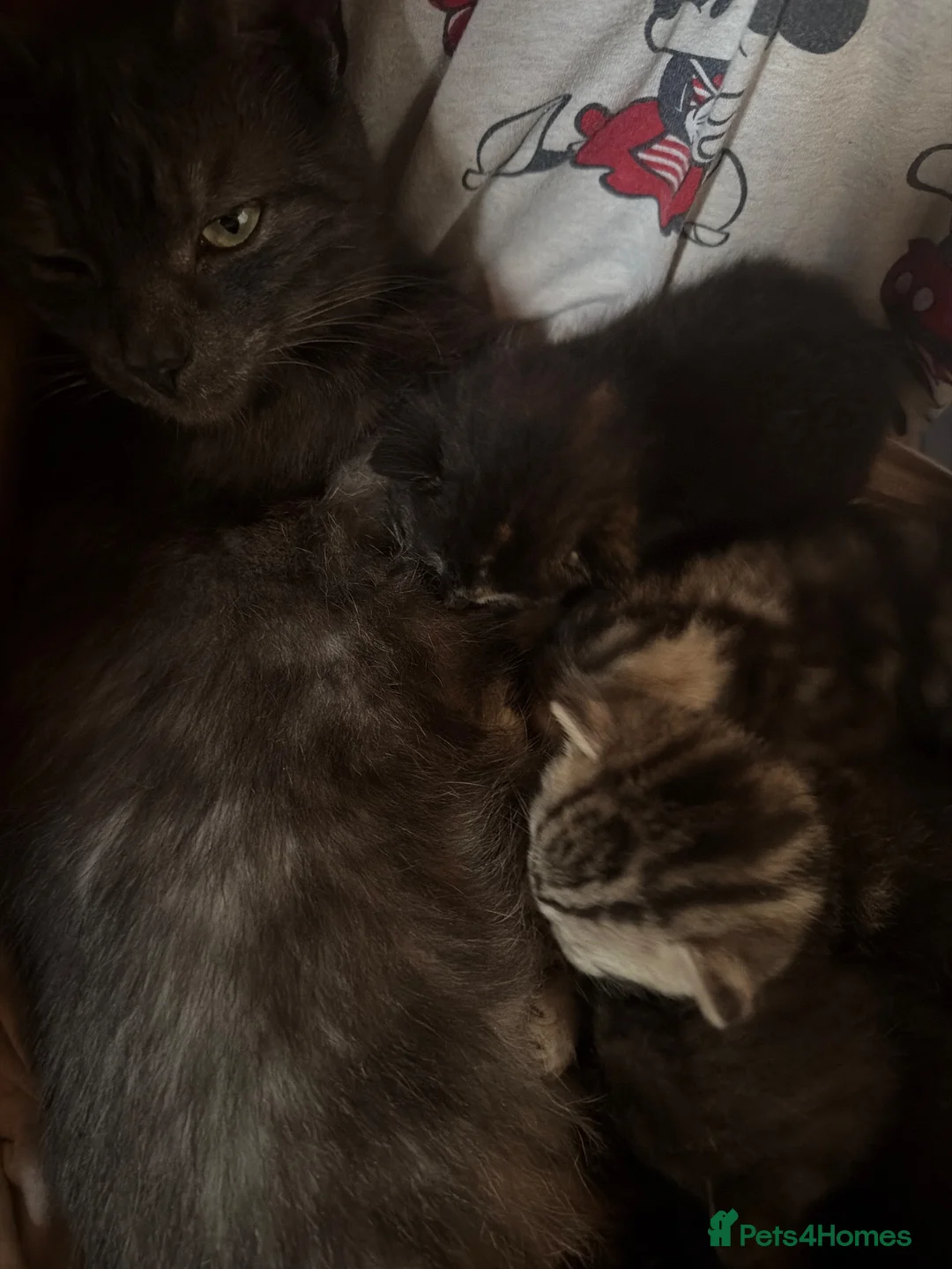 Bengal cats for sale: Grey tabby/bengal - Advert 18