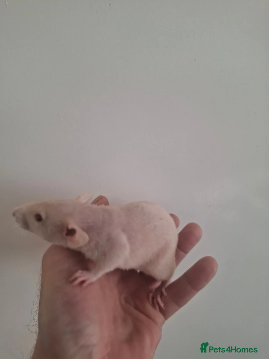 Rat rodents for sale: REX DUMBO FEMALES - Advert 2