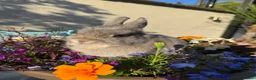 Netherland Dwarf rabbits for sale: Netherland dwarf bunny rabbits - Advert 5