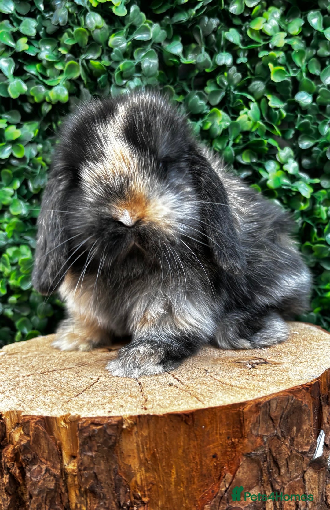 Mini Lop rabbits for sale: 🌟 PUREBRED MINI LOP BABIES 🌟 - Image 2